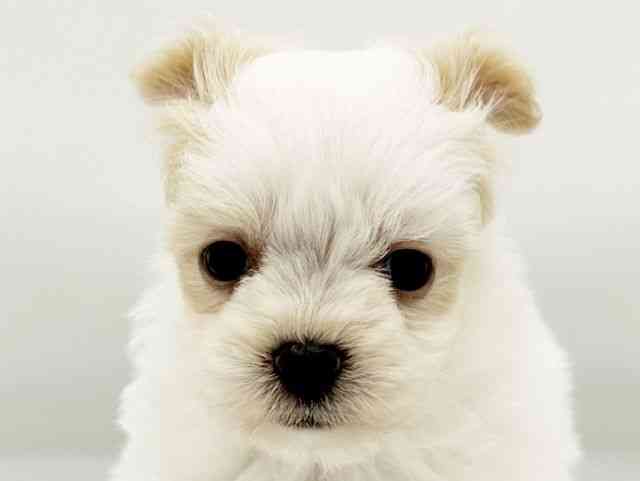 兵庫県のチワマル/マルチワ(チワワ×マルチーズ) (ひごペットフレンドリーコロワ甲子園店/2026年2月14日生まれ/女の子/クリーム)の子犬