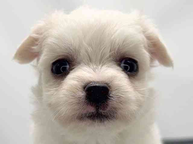 京都府のチワマル/マルチワ(チワワ×マルチーズ) (ひごペットフレンドリー洛北阪急スクエア店/2026年2月14日生まれ/男の子/クリーム)の子犬の1枚目の画像