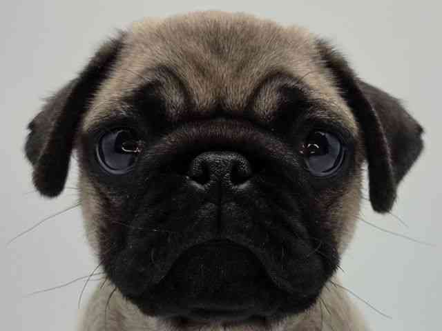 島根県のパグ (ひごペットフレンドリーイオンモール出雲店/2026年2月13日生まれ/女の子/フォーン)の子犬の1枚目の画像