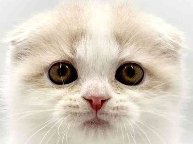 大阪府のスコティッシュフォールド (ひごペットフレンドリー東淀川店/2026年2月14日生まれ/女の子/クリームタビーホワイト)の子猫の1枚目の画像