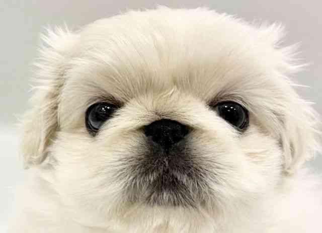 大阪府のペキニーズ (ひごペットフレンドリーイオンタウン豊中庄内店/2026年2月14日生まれ/男の子/ホワイト)の子犬の1枚目の画像