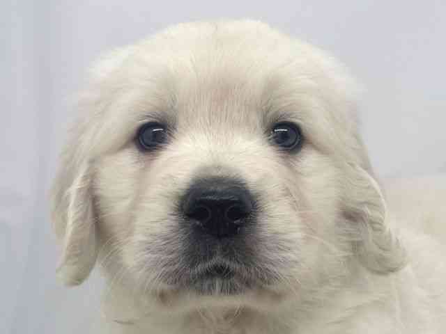 兵庫県のゴールデンレトリバー (ひごペットフレンドリーイオンタウン加古川店/2026年2月14日生まれ/女の子/クリーム)の子犬の1枚目の画像