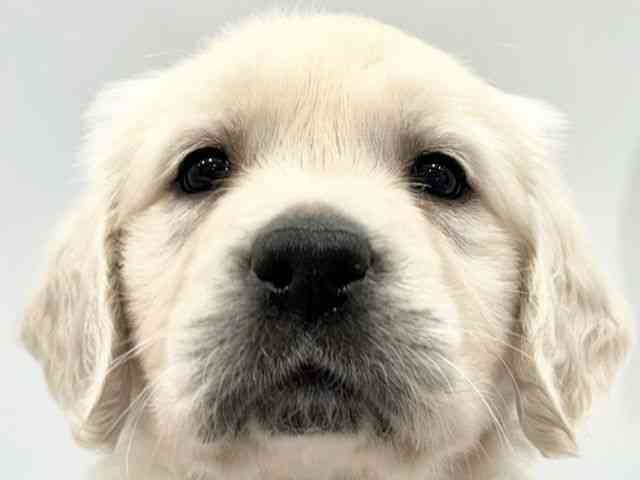 大阪府のゴールデンレトリバー (ひごペットフレンドリーイオンタウン豊中庄内店/2026年2月14日生まれ/女の子/クリーム)の子犬の1枚目の画像