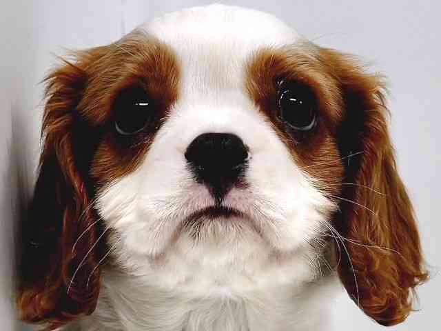 奈良県のキャバリアキングチャールズスパニエル (ひごペットフレンドリー奈良パワーシティ店/2026年2月13日生まれ/男の子/ブレンハイム)の子犬の1枚目の画像