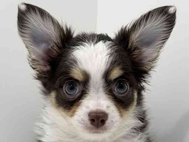 広島県のチワワ(ロング) (ひごペットフレンドリーフジグラン神辺店/2026年2月14日生まれ/男の子/チョコレートタンホワイト)の子犬