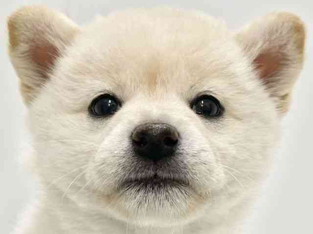 高知県の柴犬(標準サイズ) (ひごペットフレンドリーイオンモール高知店/2026年2月13日生まれ/女の子/白)の子犬の1枚目の画像