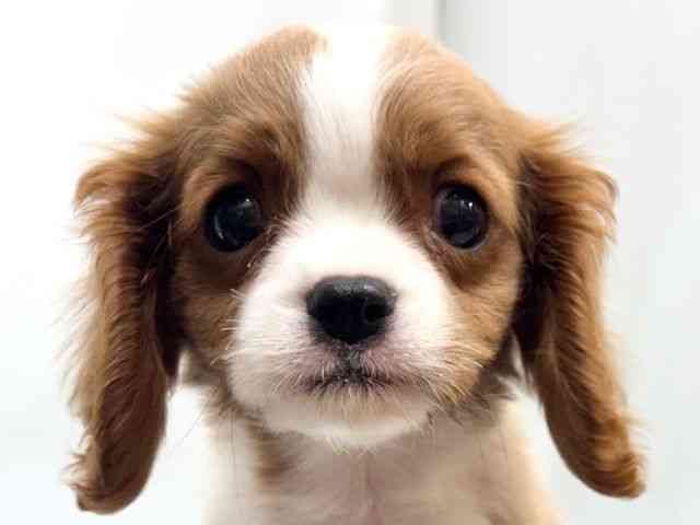 愛知県のキャバリアキングチャールズスパニエル (ひごペットフレンドリーヴィアモール アピタ江南西店/2026年2月14日生まれ/男の子/ブレンハイム)の子犬の1枚目の画像