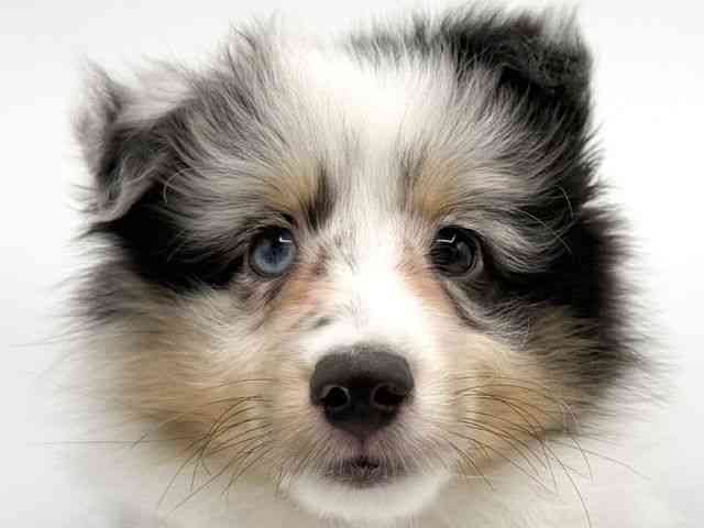 大阪府のシェットランドシープドッグ (ひごペットフレンドリーららぽーとEXPOCITY店/2026年2月13日生まれ/男の子/ブルーマール)の子犬の1枚目の画像