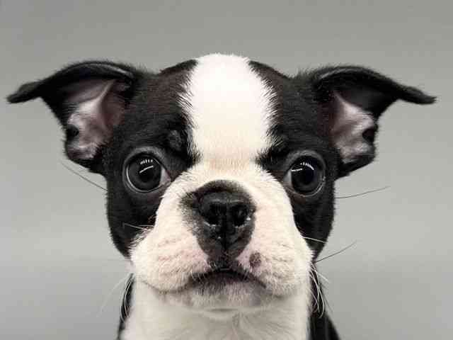 徳島県のボストンテリア (ひごペットフレンドリーゆめタウン徳島店/2026年2月13日生まれ/男の子/ボストンカラー)の子犬の1枚目の画像