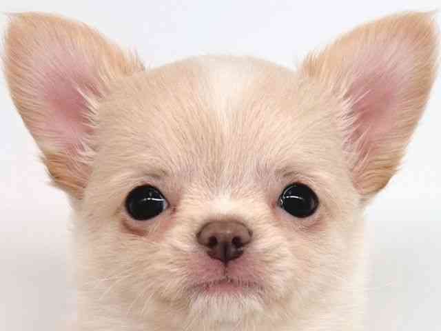 大阪府のチワワ(ロング) (ひごペットフレンドリー瓜破店/2026年2月8日生まれ/女の子/ゴールドホワイト)の子犬の1枚目の画像