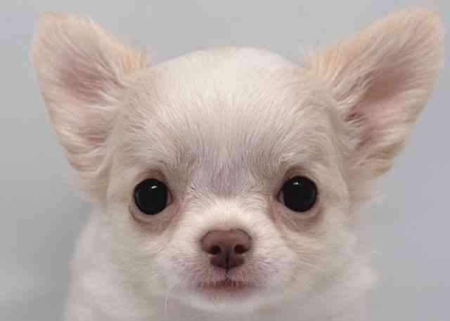 鳥取県のチワワ(ロング) (ひごペットフレンドリーイオンモール鳥取北店/2026年2月8日生まれ/女の子/ゴールドホワイト)の子犬の1枚目の画像