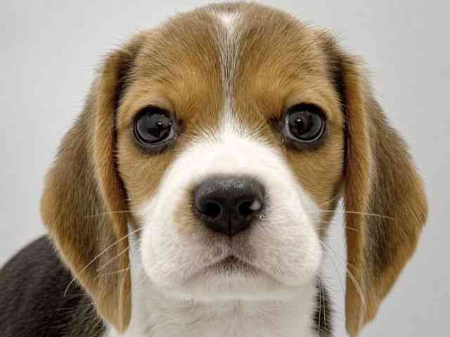 大阪府のビーグル (ひごペットフレンドリーイズミヤショッピングセンター千里丘店/2026年2月15日生まれ/女の子/ブラックタンホワイト)の子犬の1枚目の画像