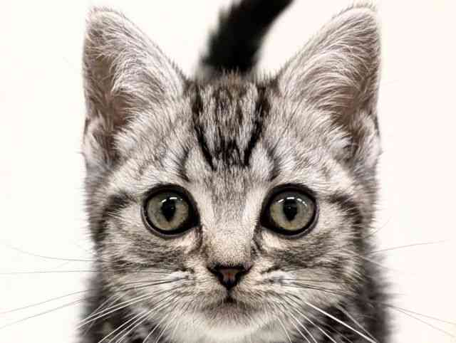 福岡県のアメリカンショートヘアー (ひごペットフレンドリーリバーウォーク北九州店/2026年2月13日生まれ/女の子/シルバータビー)の子猫