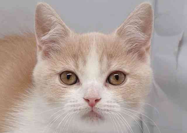 鳥取県のマンチカン (ひごペットフレンドリーイオンモール鳥取北店/2026年2月10日生まれ/男の子/クリームタビーホワイト)の子猫の1枚目の画像