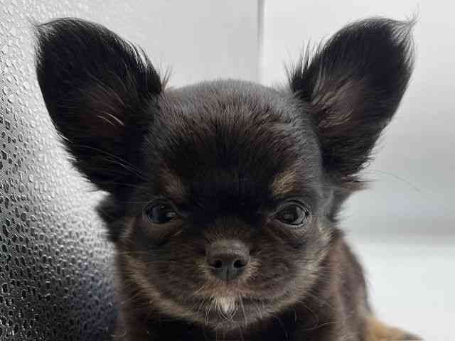 香川県のチワワ(ロング) (ひごペットフレンドリーゆめタウン高松店/2026年2月13日生まれ/女の子/ブラックタン)の子犬の1枚目の画像