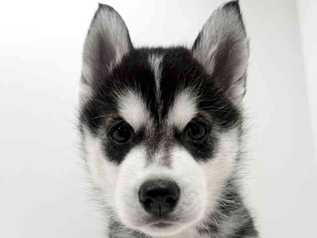 広島県のシベリアンハスキー (ひごペットフレンドリーフジグラン神辺店/2026年2月15日生まれ/男の子/ブラックホワイト)の子犬の1枚目の画像