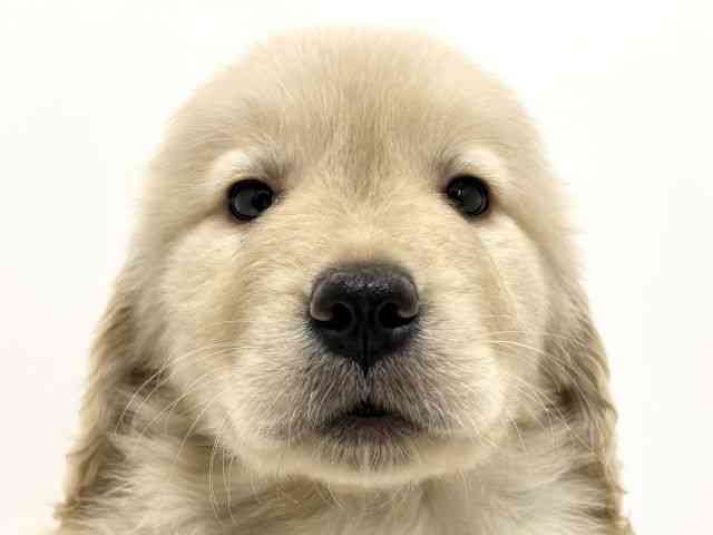 大阪府のゴールデンレトリバー (ひごペットフレンドリーくずはモール店/2026年2月14日生まれ/女の子/ゴールデン)の子犬の1枚目の画像