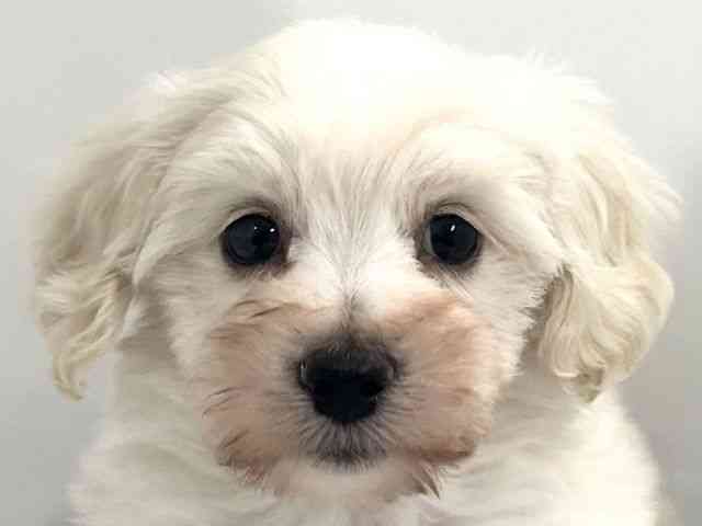 京都府のマルックス(マルチーズ×ダックス) (ひごペットフレンドリー京都店/2026年2月15日生まれ/男の子/クリーム)の子犬の1枚目の画像