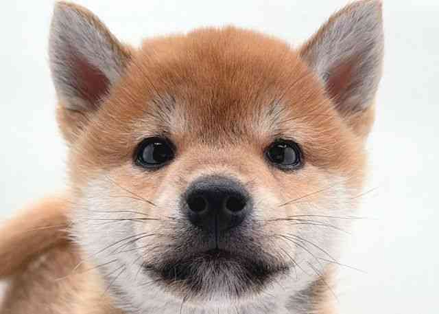 島根県の柴犬(標準サイズ) (ひごペットフレンドリーイオン松江ショッピングセンター店/2026年2月13日生まれ/男の子/赤)の子犬の1枚目の画像