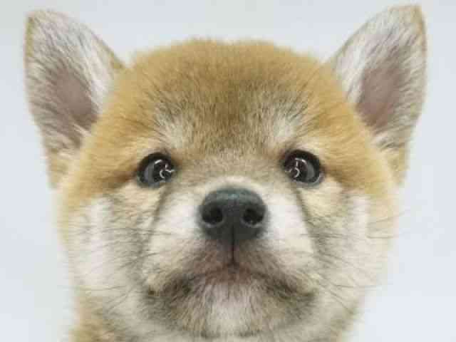 福岡県の柴犬(標準サイズ) (ひごペットフレンドリーゆめタウン筑紫野店/2026年2月13日生まれ/男の子/赤)の子犬の1枚目の画像