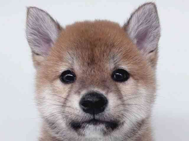 大阪府の柴犬(標準サイズ) (ひごペットフレンドリー瓜破店/2026年2月13日生まれ/男の子/赤)の子犬の1枚目の画像