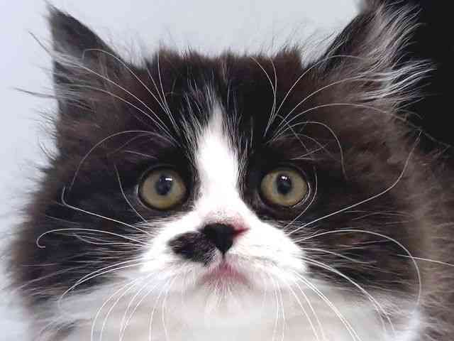 奈良県のスコティッシュフォールド (ひごペットフレンドリー奈良パワーシティ店/2026年2月14日生まれ/女の子/ブラックスモークホワイト)の子猫の1枚目の画像