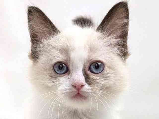 広島県のラグドール (ひごペットフレンドリーゆめタウン廿日市店/2026年2月12日生まれ/女の子/シールポイントバイカラー)の子猫の1枚目の画像