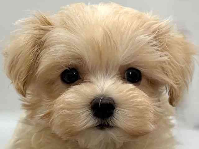 京都府のマルプー(マルチーズ×プードル) (ひごペットフレンドリー京都店/2026年2月14日生まれ/男の子/クリーム)の子犬の1枚目の画像