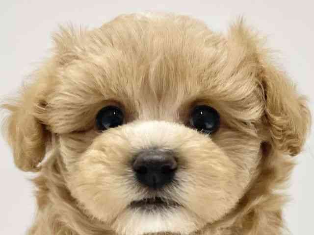 高知県のマルプー(マルチーズ×プードル) (ひごペットフレンドリーイオンモール高知店/2026年2月12日生まれ/男の子/クリーム)の子犬の1枚目の画像