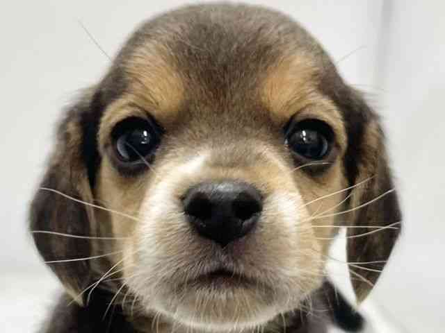 高知県のビーグル (ひごペットフレンドリーイオンモール高知店/2026年2月15日生まれ/男の子/ブラックタンホワイト)の子犬の1枚目の画像