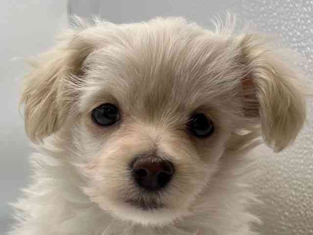 香川県のマルックス(マルチーズ×ダックス) (ひごペットフレンドリーゆめタウン高松店/2026年2月15日生まれ/男の子/クリーム)の子犬