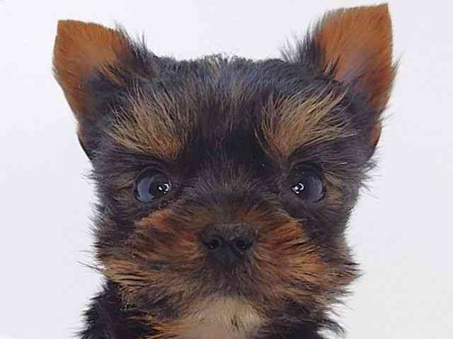 大阪府のヨークシャーテリア (ひごペットフレンドリーいこらもーる泉佐野店/2026年2月13日生まれ/女の子/スチールブルータン)の子犬の1枚目の画像