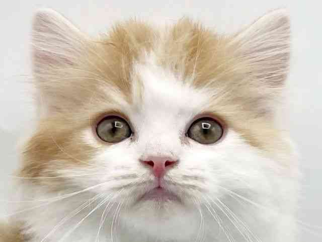 奈良県のスコティッシュフォールド (ひごペットフレンドリートナリエ大和高田店/2026年2月14日生まれ/男の子/レッドタビーホワイト)の子猫の1枚目の画像