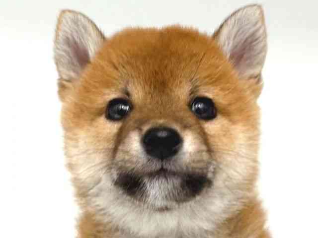 大阪府の柴犬(標準サイズ) (ひごペットフレンドリー岸和田店/2026年2月13日生まれ/女の子/赤)の子犬の1枚目の画像