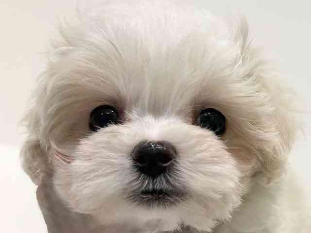 大阪府のマルプー(マルチーズ×プードル) (ひごペットフレンドリーイオン高槻店/2026年2月14日生まれ/女の子/ホワイト)の子犬の1枚目の画像