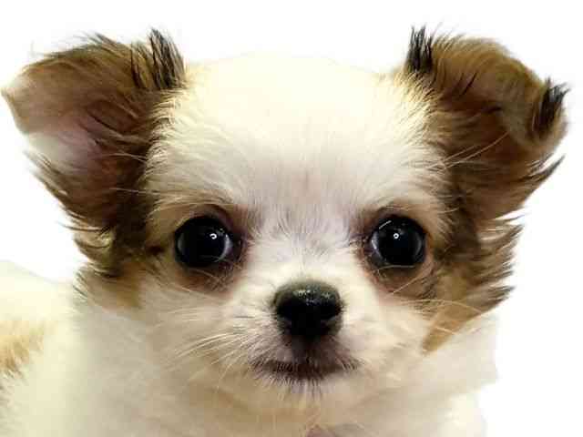 愛媛県のチワワ(ロング) (ひごペットフレンドリーエミフルMASAKI店/2026年2月14日生まれ/女の子/レッドホワイト)の子犬の1枚目の画像