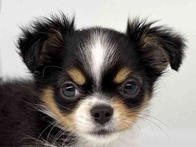 徳島県のチワワ(ロング) (ひごペットフレンドリーゆめタウン徳島店/2026年2月14日生まれ/男の子/トライカラー)の子犬の1枚目の画像