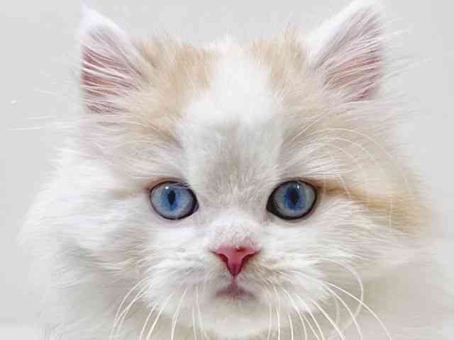 京都府のスコティッシュフォールド (ひごペットフレンドリーイズミヤショッピングセンター八幡店/2026年2月5日生まれ/男の子/クリームタビーホワイトバン)の子猫の1枚目の画像