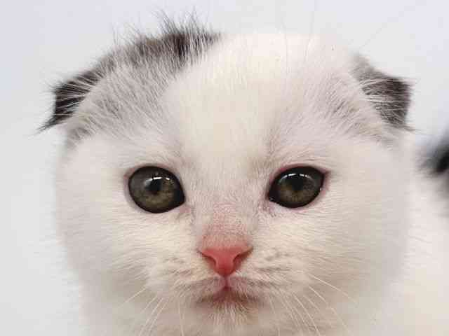 大阪府のスコティッシュフォールド (ひごペットフレンドリー瓜破店/2026年2月12日生まれ/男の子/シルバータビーホワイトバン)の子猫の1枚目の画像