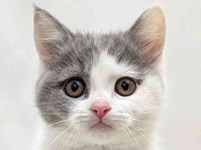 広島県のブリティッシュショートヘアー (ひごペットフレンドリーゆめタウン廿日市店/2026年2月1日生まれ/女の子/ブルータビーホワイトバン)の子猫の1枚目の画像