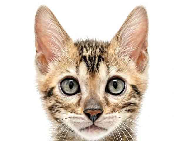 大阪府のベンガル (ひごペットフレンドリーイオンタウン豊中庄内店/2026年2月12日生まれ/男の子/ブラウンスポットタビー)の子猫の1枚目の画像