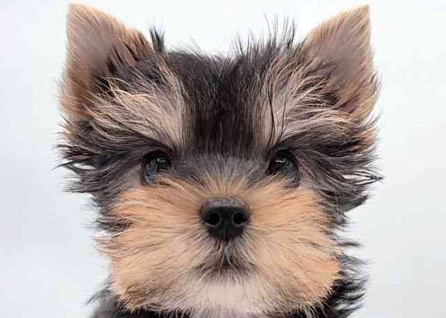 島根県のヨークシャーテリア (ひごペットフレンドリーイオン松江ショッピングセンター店/2026年1月31日生まれ/女の子/スチールブルータン)の子犬の1枚目の画像