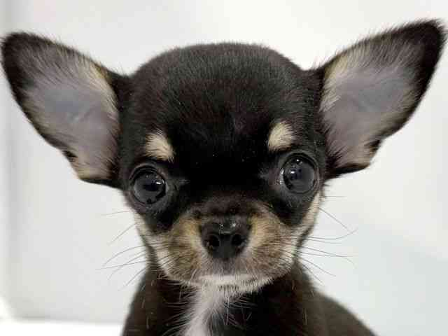 大阪府のチワワ(スムース) (ひごペットフレンドリーイズミヤショッピングセンター千里丘店/2026年2月15日生まれ/男の子/ブラックタン)の子犬の1枚目の画像