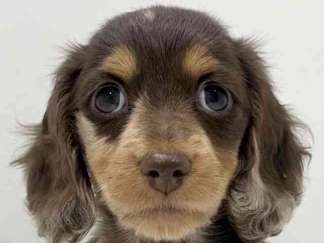 広島県のミニチュアダックスフンド(ロング) (ひごペットフレンドリーフジグラン神辺店/2026年2月14日生まれ/女の子/チョコレートダップル)の子犬の1枚目の画像