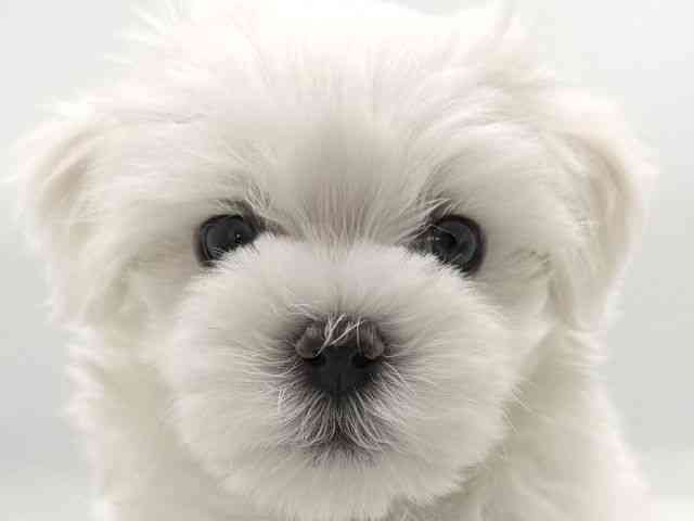 大阪府のマルチーズ (ひごペットフレンドリーイオンそよら海老江店/2026年2月14日生まれ/男の子/ホワイト)の子犬の1枚目の画像