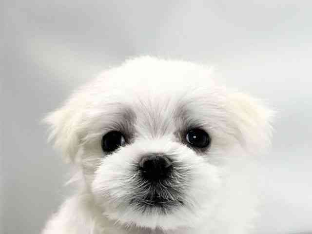 愛媛県のマルチーズ (ひごペットフレンドリーイオンモール今治新都市店/2026年2月14日生まれ/男の子/ホワイト)の子犬の1枚目の画像