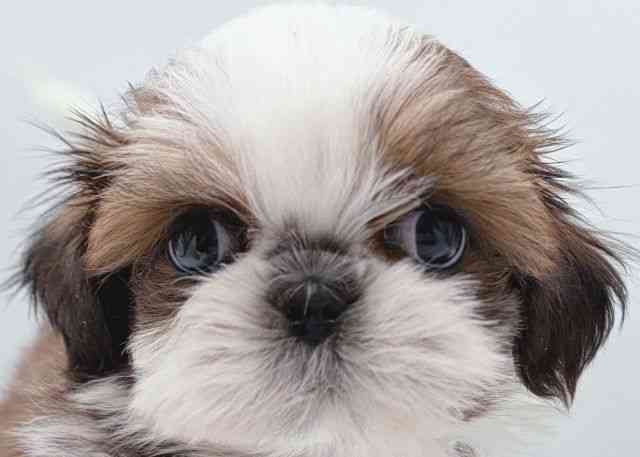 島根県のシーズー (ひごペットフレンドリーイオン松江ショッピングセンター店/2026年2月16日生まれ/女の子/ゴールドホワイト)の子犬の1枚目の画像