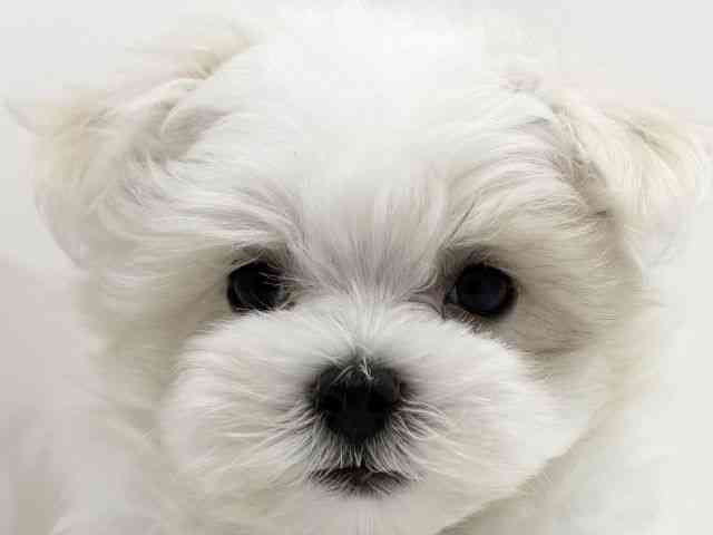 広島県のマルチーズ (ひごペットフレンドリーフジグラン神辺店/2026年2月15日生まれ/男の子/ホワイト)の子犬