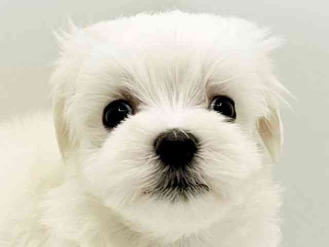 兵庫県のマルチーズ (ひごペットフレンドリーコロワ甲子園店/2026年2月15日生まれ/男の子/ホワイト)の子犬の1枚目の画像