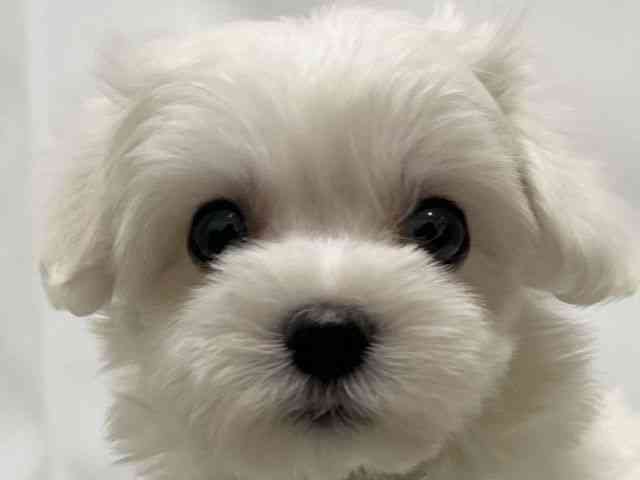 和歌山県のマルチーズ (ひごペットフレンドリーパームシティ和歌山店/2026年2月14日生まれ/男の子/ホワイト)の子犬の1枚目の画像